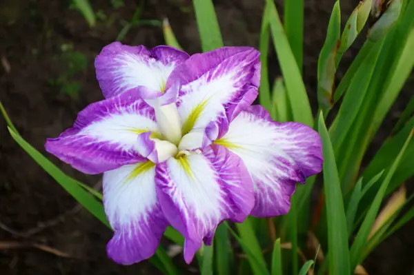 Iris Duhovky Jemné Elegantní Květiny Barevných Barvách — Stock fotografie