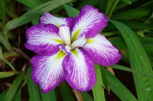 Iris Duhovky Jemné Elegantní Květiny Barevných Barvách — Stock fotografie