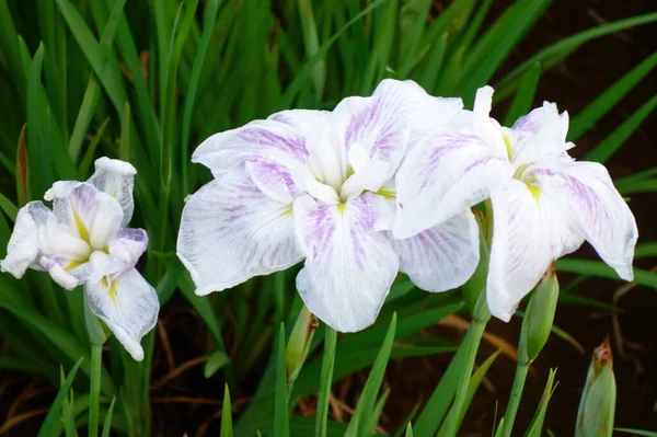 Iris Duhovky Jemné Elegantní Květiny Barevných Barvách — Stock fotografie