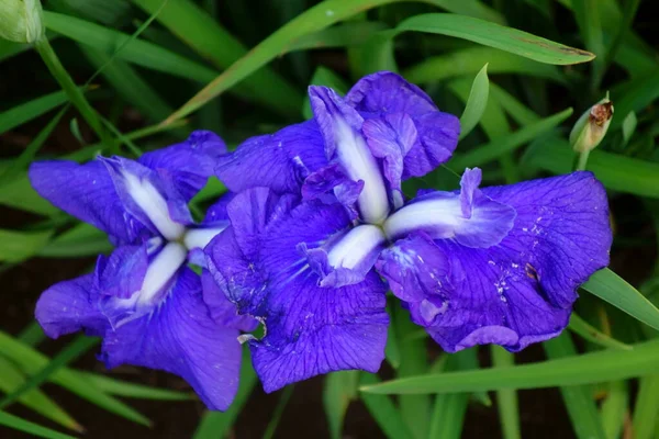 Iris Irissen Sierlijke Elegante Bloemen Kleurrijke Kleuren — Stockfoto