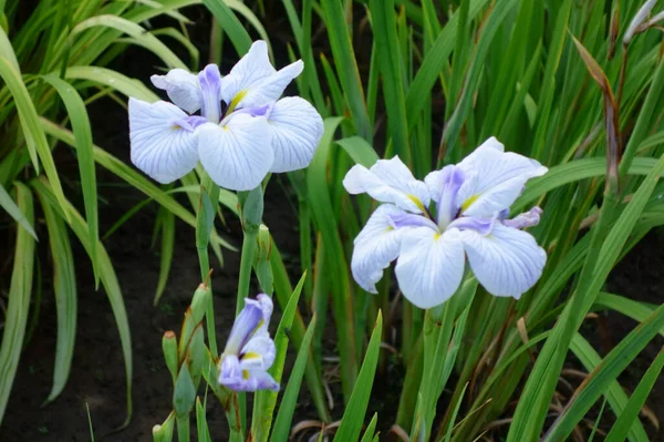 Iris, irises, and dainty and elegant flowers in colorful colors