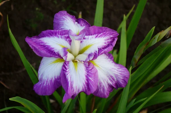 Iris Duhovky Jemné Elegantní Květiny Barevných Barvách — Stock fotografie