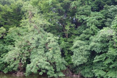 Dağlık bölgede Lakeside ve bataklık ormanı