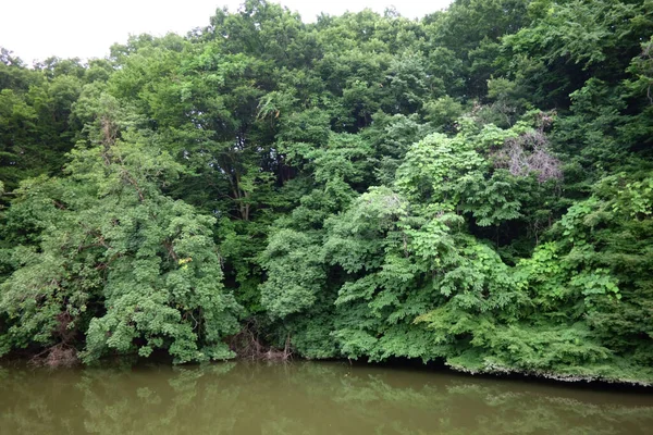 Lungolago Foresta Paludi Una Fitta Zona Montuosa — Foto Stock