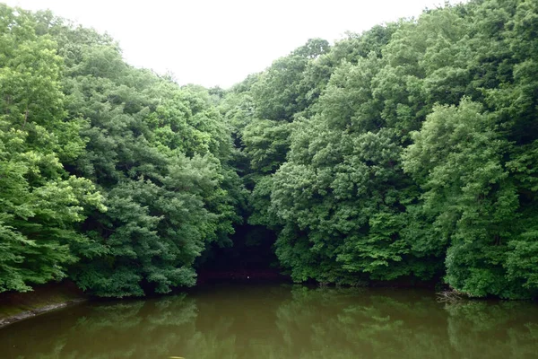 Jezero Bažinný Les Husté Horské Oblasti — Stock fotografie