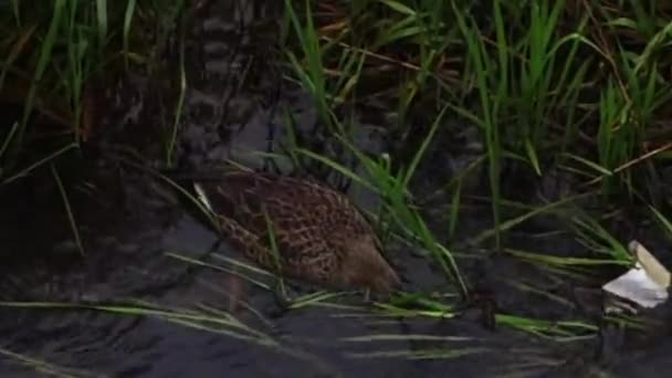 Bir Yaban Ördeğinin Temiz Bir Akarsuda Ördek Yavrusu Haline Gelmesi — Stok video