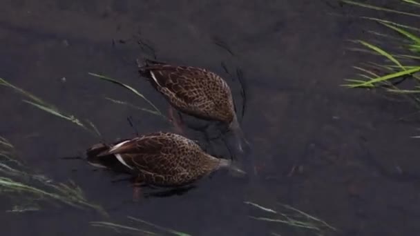 État Canard Colvert Dans Cours Eau Dans Cours Eau Limpide — Video