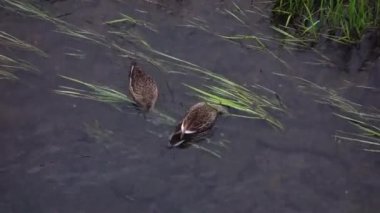 Nehirdeki temiz su akıntısında beslenen yaban ördekleri.