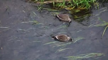 Nehirdeki temiz su akıntısında beslenen yaban ördekleri.