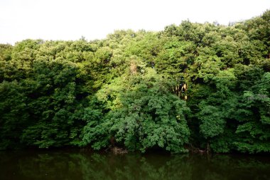 Tokyo 'nun dağlarında büyüyen gizemli bir orman.