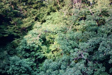 Tokyo 'nun dağlarında büyüyen gizemli bir orman.