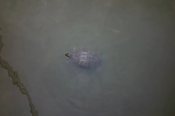 泥龟在山村公园的沼泽地里四处漂浮 — 图库照片