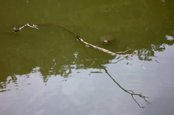 Tortugas Barro Flotando Pantano Parque Pueblo Montaña — Foto de Stock