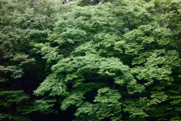 Mystisk Skog Som Vokser Tett Tokyos Fjell – stockfoto