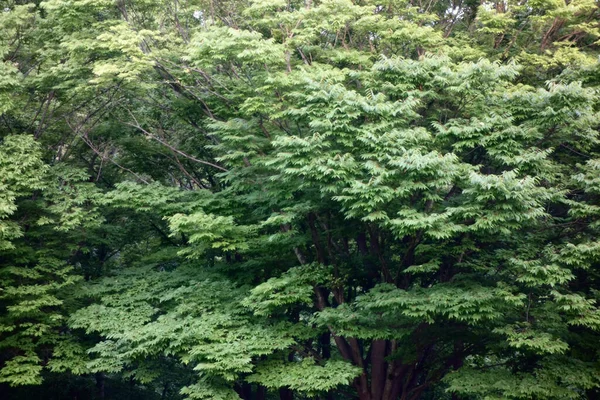 Uma Floresta Misteriosa Crescendo Densamente Nas Montanhas Tóquio Japão — Fotografia de Stock