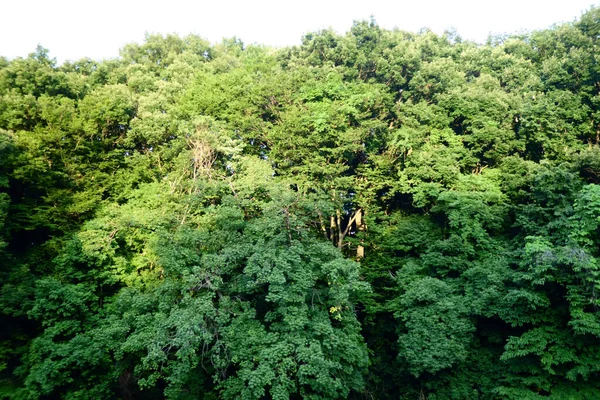 Ein Geheimnisvoller Wald Der Dicht Den Bergen Tokios Wächst — Stockfoto