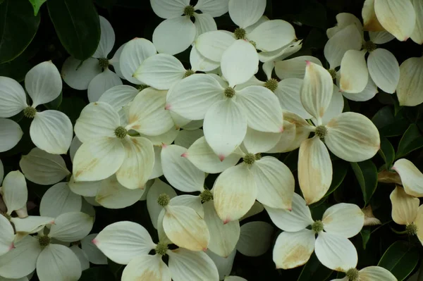 Fleurs Lilas Avec Une Beauté Rampante Blanc Cassé — Photo