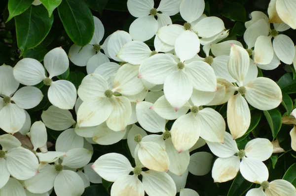 Fleurs Lilas Avec Une Beauté Rampante Blanc Cassé — Photo