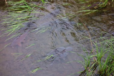 Yosun ve su bitkilerinin yetiştiği temiz nehirlerde gruplar halinde yaşayan sazanlar.