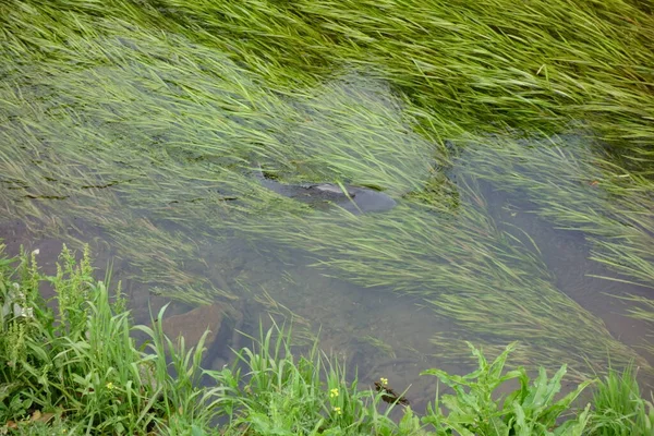 Carpes Qui Vivent Groupes Dans Des Rivières Claires Poussent Des — Photo