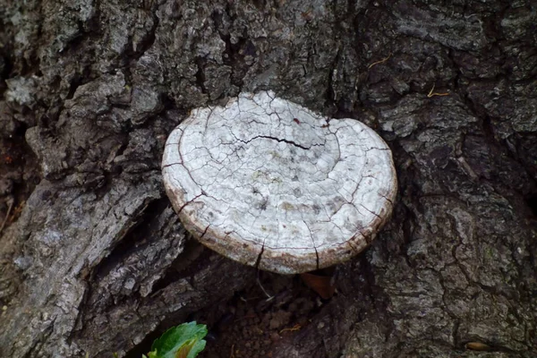 Zogenaamde Apenstoel Begrijp Dat — Stockfoto