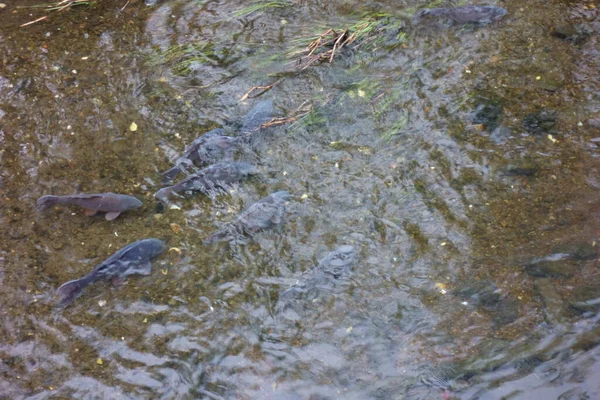 Karpfen Die Gruppen Klaren Flüssen Leben Algen Und Wasserpflanzen Wachsen — Stockfoto