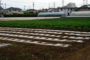 Şehrin banliyölerinde tarlalar, ekinler