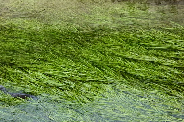 An aquatic plant that grows in a clear stream and grows in a clear stream