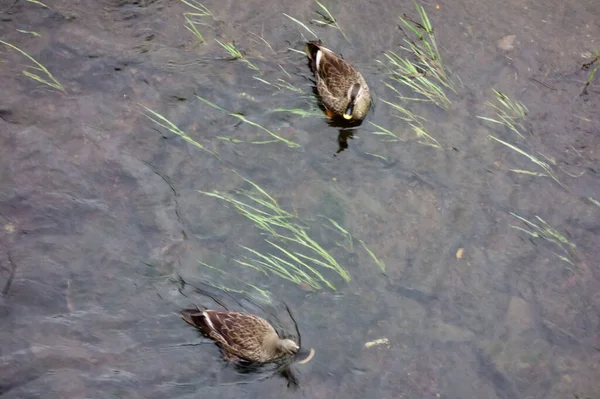在清澈的溪流中觅食的野鸭的状态 — 图库照片
