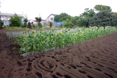 Yazın ortasında meyveli mısır tarlası deseni.