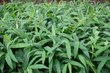 Dağlarda yetişen yemyeşil bambu yaprakları.