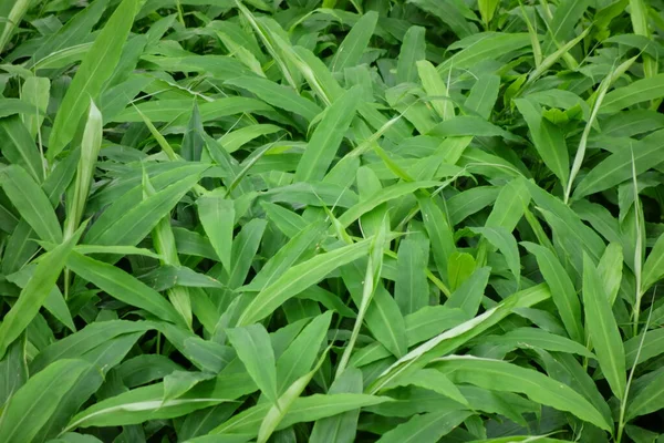 Folhas Bambu Exuberantes Que Crescem Densamente Nas Montanhas — Fotografia de Stock