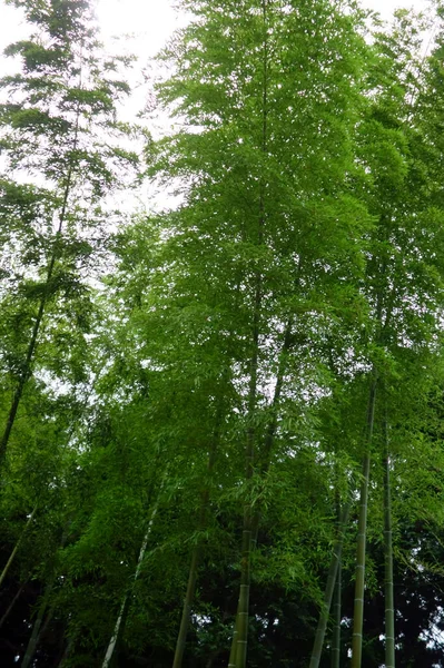 Medio Ambiente Paisaje Bosque Bambú Lustroso Que Extiende Cielo —  Fotos de Stock