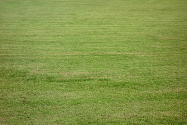 Abbagliante Campo Ben Tenuto Erba Lussureggiante — Foto Stock