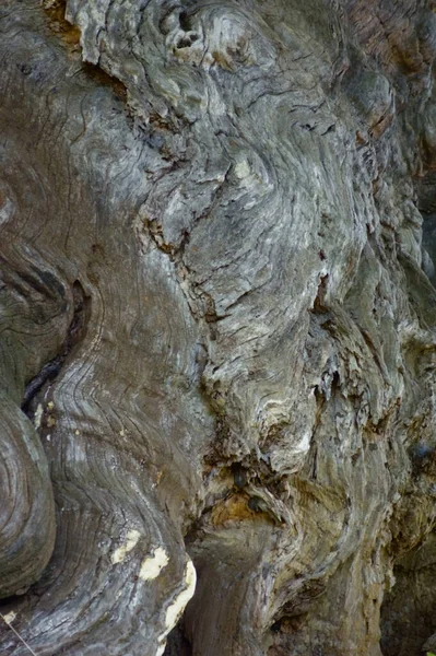 幹の表面パターン — ストック写真