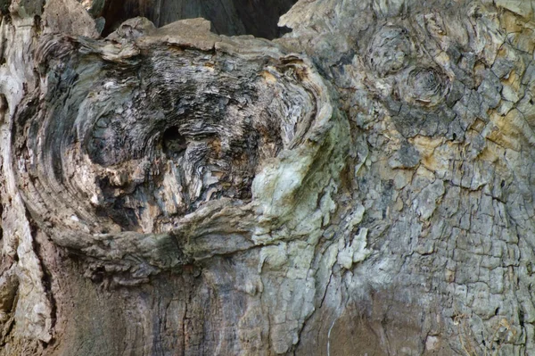 Abstraktes Oberflächenmuster Des Baumstammes — Stockfoto