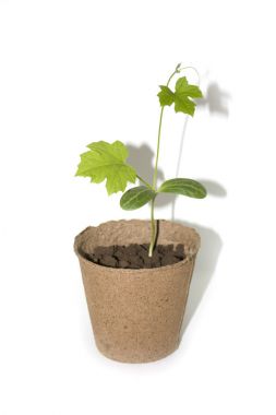 beyaz zemin üzerine lif kabağı.