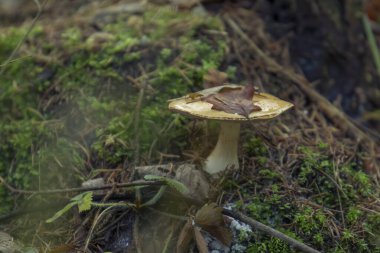 Ormanın doğal yerindeki mantar.