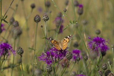 Devedikeni çiçeğinin üzerindeki boyanmış kadın, seçici odak