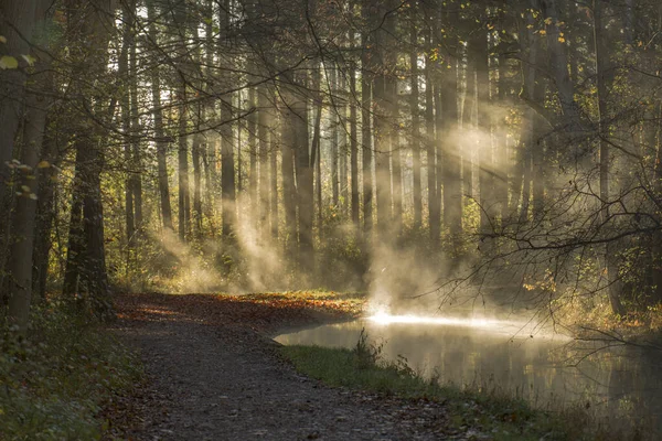 Brouillard Lève Matin Ensoleillé Hiver Ruisseau Sur Route Forestière — Photo