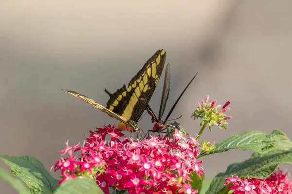 Cauda Andorinha Sul Planta Forrageira Com Asas Abertas — Fotografia de Stock