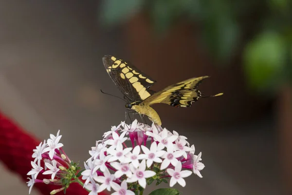 Southern Swallowtail Κτηνοτροφικό Φυτό Ανοιχτά Φτερά — Φωτογραφία Αρχείου