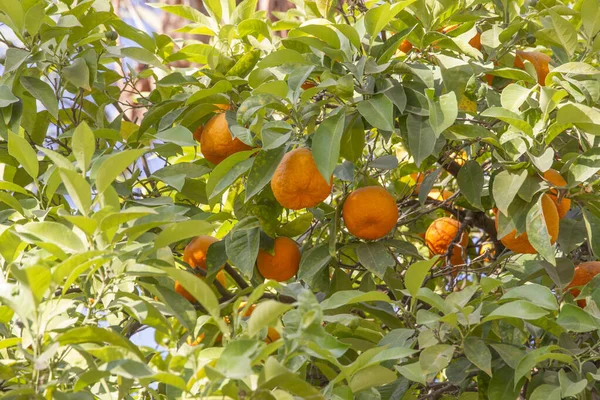 sun shines through branches of orange tree with ripe oranges