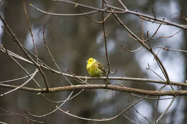 Yellowhammer Ramo Albero Foresta — Foto Stock