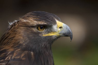 Yırtıcı kuşun portresi, seçici odak