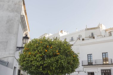 Endülüs 'ün Vejer de la Frontera köyündeki evlerin önündeki portakal ağacı