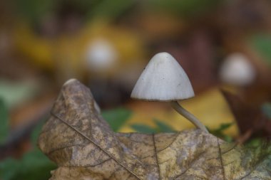 Ormandaki doğal yerlerdeki mantarlar