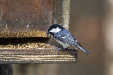 Kuş besleyicisinde Kömür Göğüs, seçici odaklanma