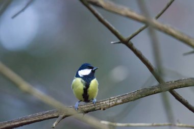 Dalüzerinde büyük bira, seçici odak