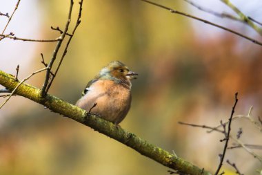 Chaffinch sonbahar ormanında dalda, seçici bir odak